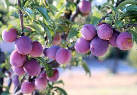 Vaismedis, slyva "Kometa"