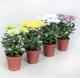 Lauko augalas, chrizantema ANASTASIA, d-14 cm.