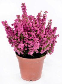 Lauko augalas, Erika, grakščioji