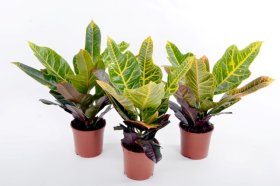 Vidaus augalas, raibasis krotonas, skersmuo 12 cm.