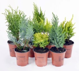 Lauko augalas, Dekoratyvinis spygliuotis