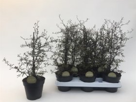 Kambarinis augalas, kauleninė korokija, vazonėlio skersmuo 12 cm.