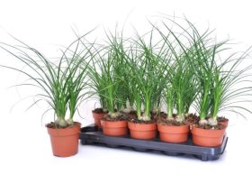 Kambarinis augalas, nolina, vazonėlio skersmuo 12 cm.