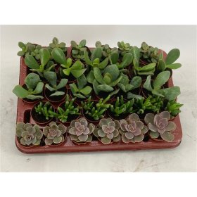 Kambarinis augalas, storalapis (Crassula), įvairūs, vazonėlio skersmuo 6 cm.