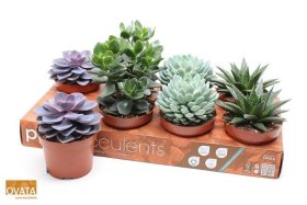 Kambarinis augalas, sukulentas, įvairūs, vazonėlio skersmuo 12 cm.