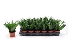 Kambarinis augalas, dracena "Compacta", vazonėlio skersmuo 9 cm.
