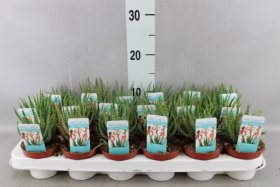 Kambarinis augalas, alavijas (Aloe Vera), vazonėlio skersmuo 9 cm.