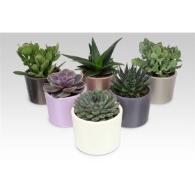 Kambarinis augalas, sukulentai (įvairūs), keraminiame vazonėlyje, vazonėlio skersmuo 12 cm.