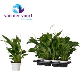 Kambarinis augalas, spatifilis "Chopin", vazonėlio skersmuo 11 cm.