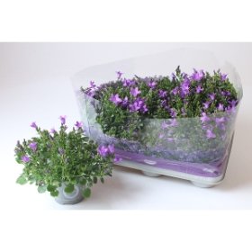 Kambarinis augalas, katilėlis, vazonėlio skersmuo 11 cm.