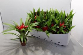 Kambarinis augalas, guzmanija, vazonėlio skersmuo 9 cm.