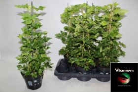 Kambarinis augalas, fatsija, vazonėlio skersmuo 17 cm.