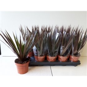 Kambarinis augalas, dracena "Magenta", vazonėlio skersmuo 12 cm.