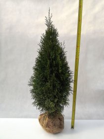 Spygliuotis, vakarinė tuja "Smaragd", 80-90 cm. aukščio, kelta iš grunto