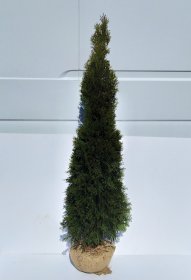 Spygliuotis, vakarinė tuja "Smaragd", 140 cm. aukščio, kelta iš grunto
