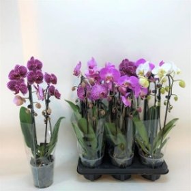 Kambarinis augalas, orchidėja "Kaskada", 1 šaka, vazonėlio skersmuo 12 cm.