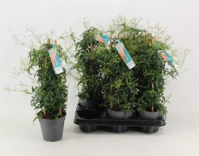 Kambarinis augalas, gausiažiedis jazminaitis, vazonėlio skersmuo 12 cm.