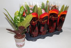 Kambarinis augalas, krotonas, vazonėlio skersmuo 13 cm.