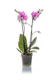 Kambarinis augalas, orchidėja (Phalaenopsis), 2 stiebai, vazonėlio skersmuo 9 cm.