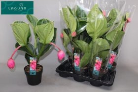 Kambarinis augalas, puikioji medinilė, vazonėlio skersmuo 17 cm.