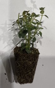 Prieskoninio augalo daigelis, čiobrelis citrininis "Lemon"