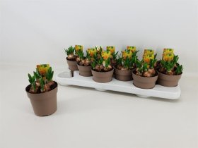 Daugiametė gėlė, narcizas (4 svogūnai), vazonėlio skersmuo 11 cm.