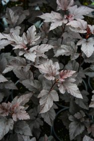 Dekoratyvinis krūmas, paprastasis pūslenis, SODO GAMA "Diabolo", vazonėlio talpa 2 l.