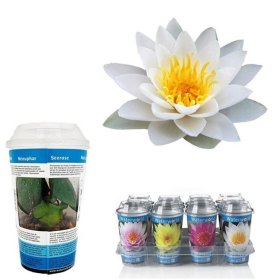 Vandens augalas, vandens lelija, vazonėlio skersmuo 10 cm.