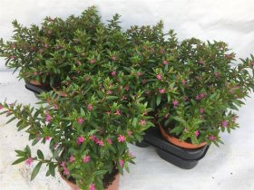 Vienmetė gėlė, paparastoji kuprutė, vazonėlio skersmuo 12 cm.