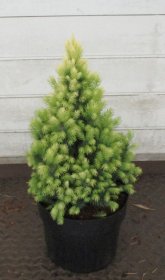 Spygliuotis, eglė baltoji "Sun of the Sky", vazonėlio skersmuo 23 cm.