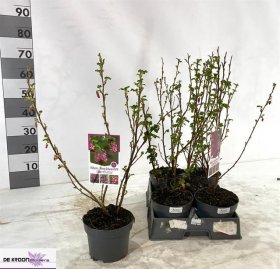 Dekoratyvinis krūmas, serbentas raudonžiedis, vazono skersmuo 19 cm.