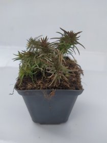 Daugiametė gėlė, flioksas "Amazing Grace", vazonėlio skersmuo 9 cm.