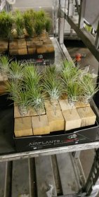 Kambarinis augalas, tilandsija metaliniame laikiklyje, vazonėlio skersmuo 5 cm.