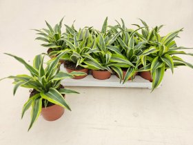 Kambarinis augalas, dracena "Comp Surprise", vazonėlio skersmuo 12 cm.