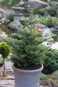 Spygliuotis, kėnis korėjinis "Molli", vazonėlio skersmuo 23 cm.