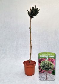 Spygliuotis, eglė ajaninė "Chinese Marl", vazonas 3 l.