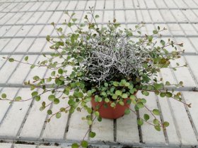 Vienmetė gėlė, miulenbekijos ir kalocefalo kompozicija, vazono skersmuo 12 cm.