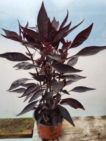 Vienmetė gėlė, iresinas, vazonėlio skersmuo 12 cm.