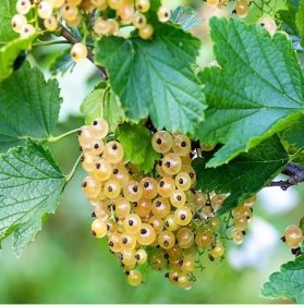 Vaiskrūmis, serbentas baltasis (įvairios veislės), vazonas 2 l.