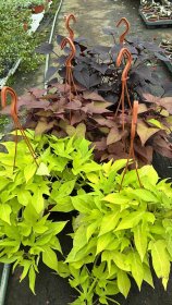 Vienmetė gėlė, ipomėja, vazonėlio skersmuo 15 cm.