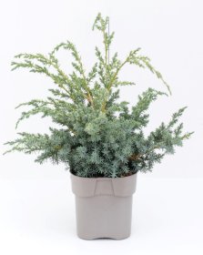 Spygliuotis, kadagys kininis "Blue Alps", vazonas 2 l.