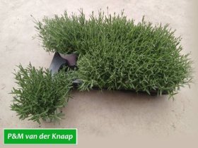 Daugiametė gėlė, levanda "Rosea", vazonėlio skersmuo 12 cm.