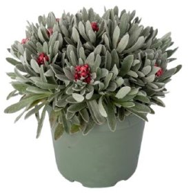 Vienmetė gėlė, šlamutis, vazono skersmuo 17 cm.