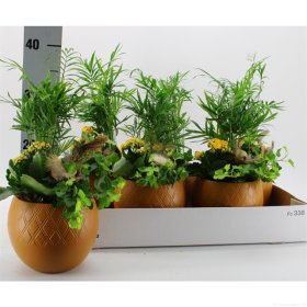 Kambarinis augalas, Velykinė kompozicija, vazonėlio skersmuo 15 cm.