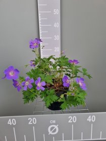 Daugiametė gėlė, snaputis "Johnson Blue", vazonas 2 l.