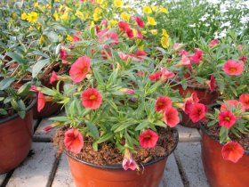 Vienmetė gėlė, smulkiažiedė surfinija (calibrachoa), vazonėlio skersmuo 10 cm.