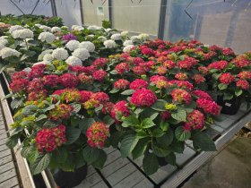 Dekoratyvinis krūmas, hortenzija didžialapė, vazonas 5 l.