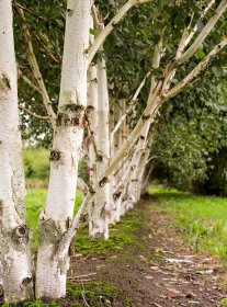 Dekoratyvinis medis, beržas himalajinis, aukštis 120-160 cm.,  vazonas 5 l.