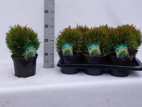 Spygliuotis, tuja "Danica", vazonėlio skersmuo 17 cm.