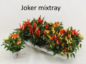 Vienmetė gėlė, pipiras dekoratyvinis "Joker", vazonėlio skersmuo 11 cm.